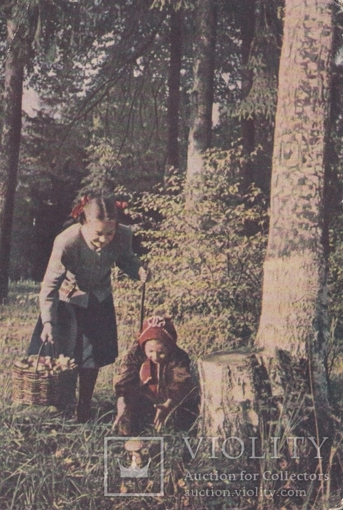 Сбор грибов /Почтовая карточка / 1954, фото №2