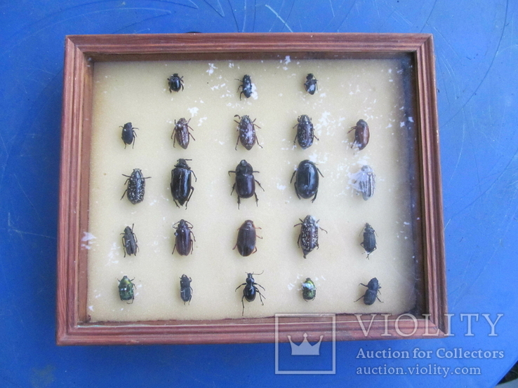 Колекція жуків., фото №2