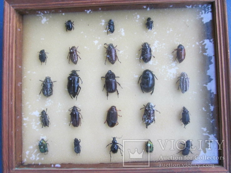 Колекція жуків., фото №3