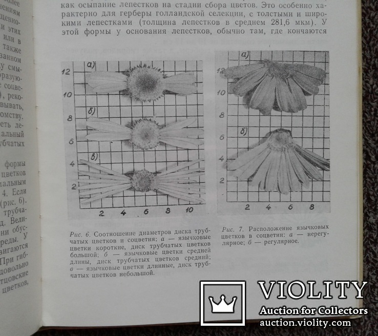 Гербера в Латвии.(Интродукция, селекция, экология)., фото №5