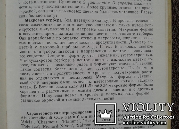 Гербера в Латвии.(Интродукция, селекция, экология)., фото №7