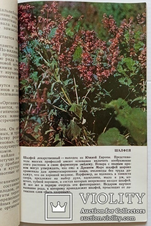 Растения против микробов (изд. 1987 года)., фото №6