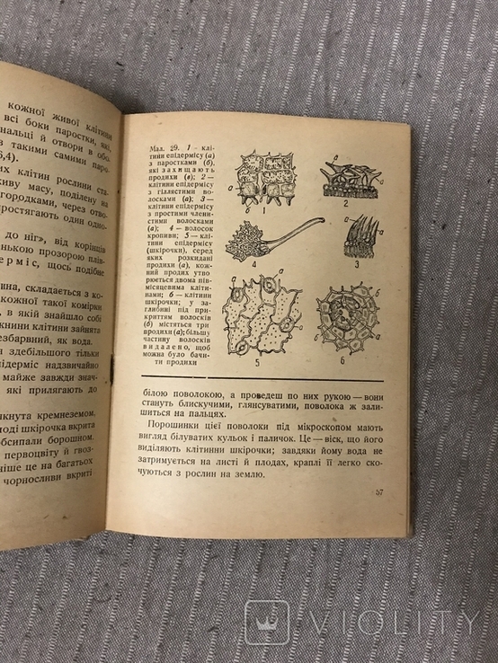 Життя Його закони і походження 1936 Послини і тварини В. Лункевич, фото №8