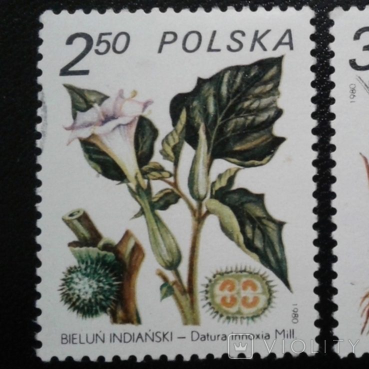 Польша 1980 «Лекарственные растения», фото №3