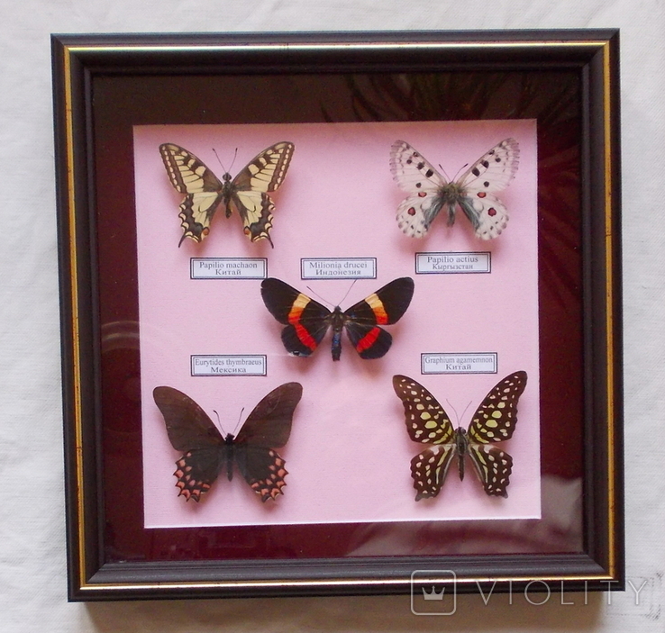 5 бабочек в рамке, numer zdjęcia 3