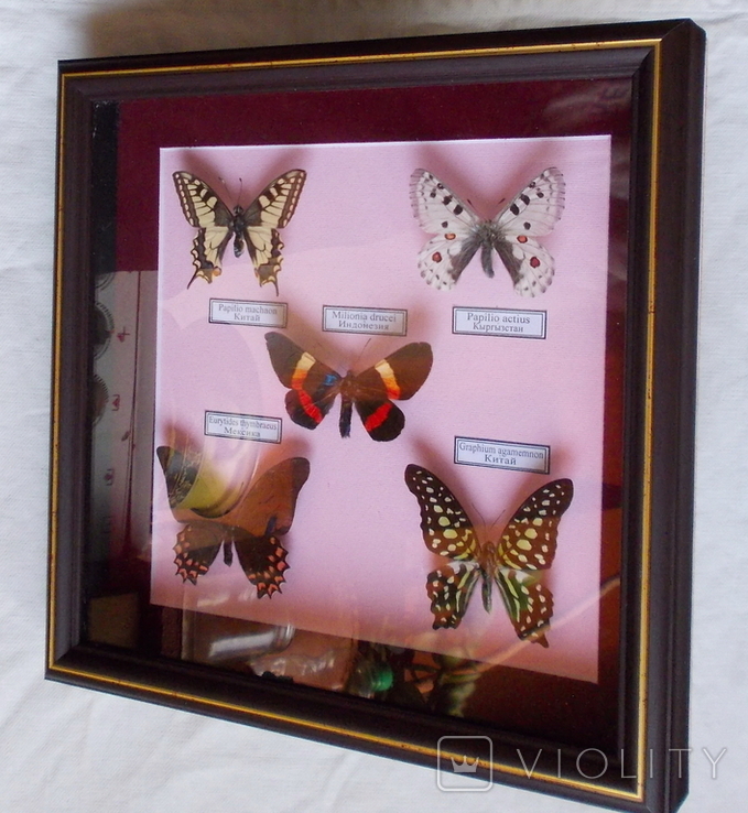 5 бабочек в рамке, фото №6