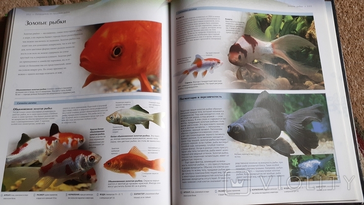 Енциклопедія акваріумних і прудових рибок, фото №4
