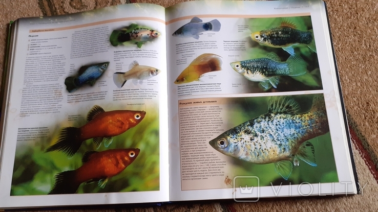 Енциклопедія акваріумних і прудових рибок, фото №5