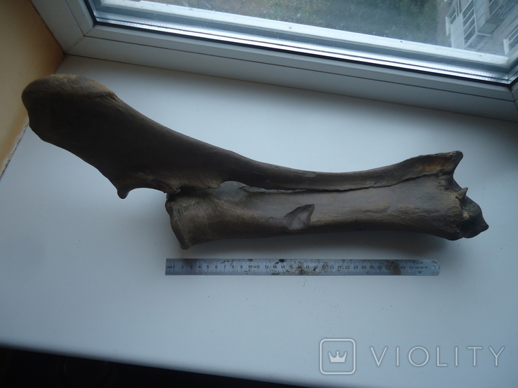 Скам'яніла кістка зубра., фото №6