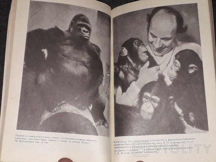 Э. П. Фридман - Этюды о природе обезьян 1991 год, фото №10