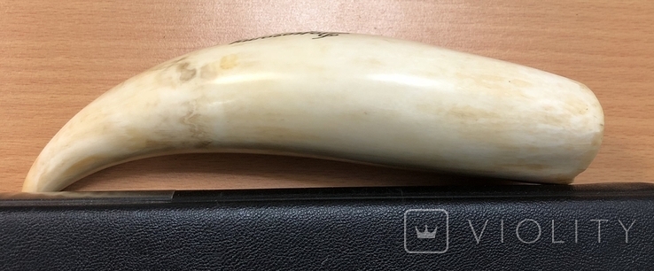 Зуб кашалота. 1968 год. 412 грамм, фото №4
