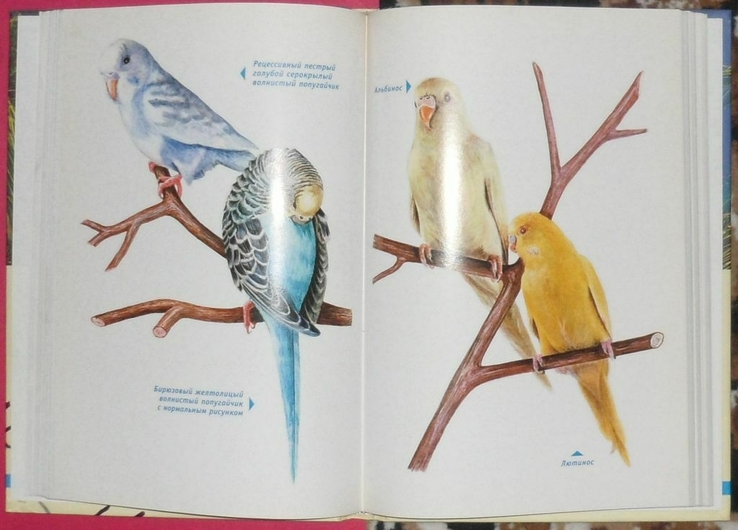 Книга "Волнистые попугайчики", numer zdjęcia 3