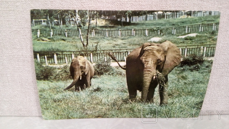 Открытка кубы со слоном, фото №2