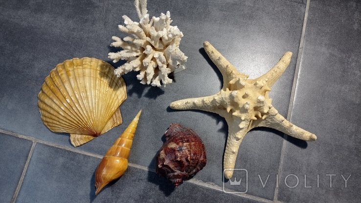 Коралл,морская звезда, раковины, фото №2