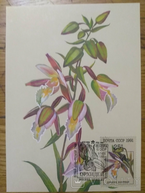 Открытки флора 1991 г Орхидеи, фото №8