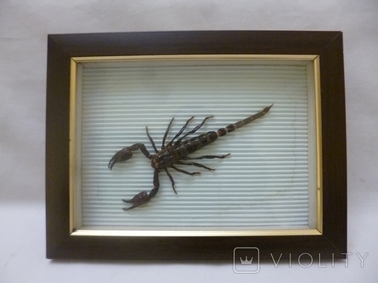 Скорпион в рамке., фото №2