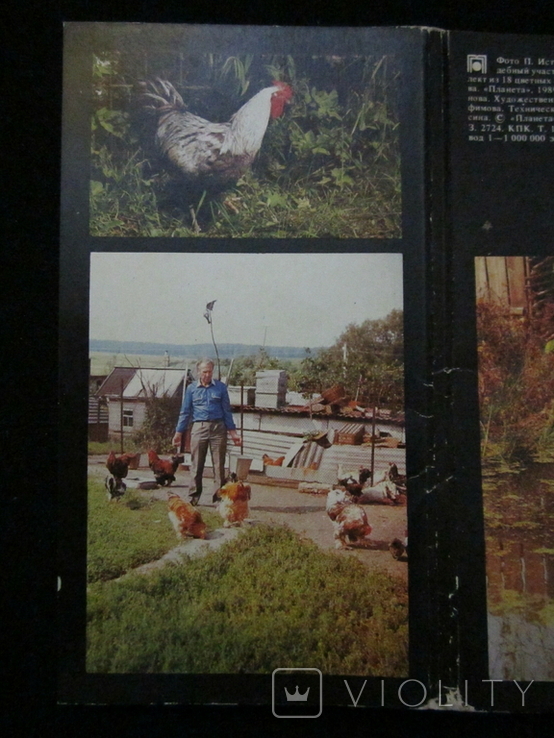 Комплект открыток СССР. Птичий двор. 1989г., фото №4