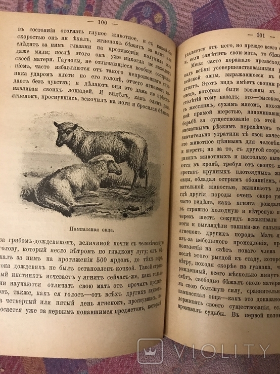 Натуралист на Ла-Плат 1897г У. Хэдсон (животные птицы), фото №9