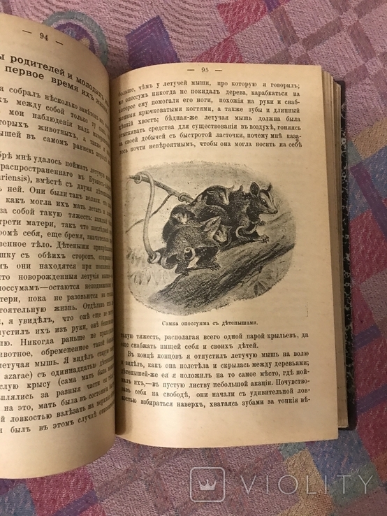 Натуралист на Ла-Плат 1897г У. Хэдсон (животные птицы), фото №10