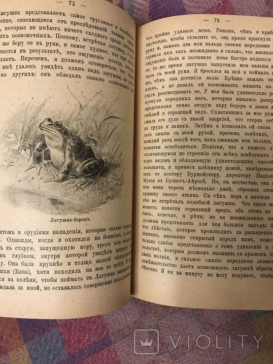 Натуралист на Ла-Плат 1897г У. Хэдсон (животные птицы), фото №11
