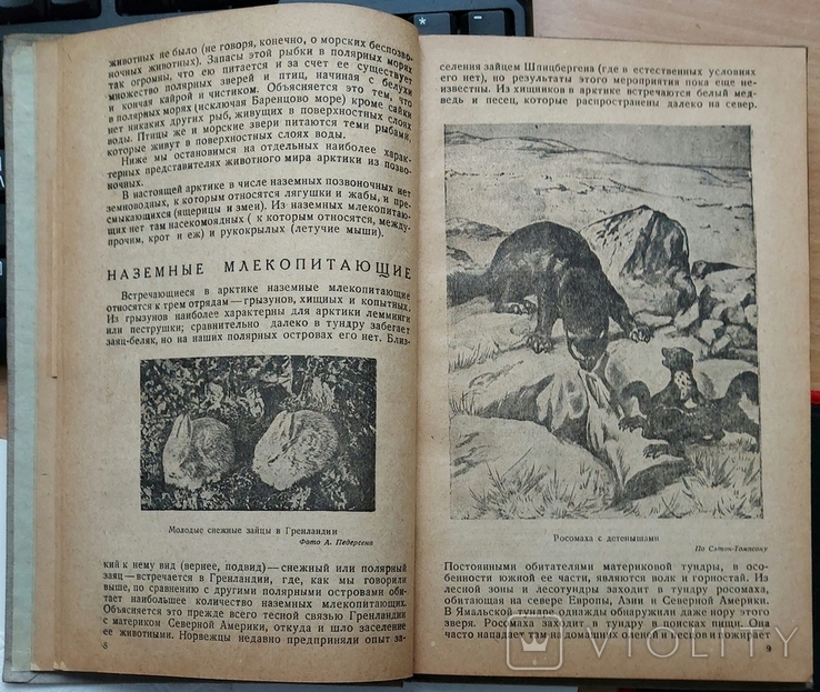 52. Звери, птицы и рыбы Арктики 1937 г. В. К. Есипов., фото №7