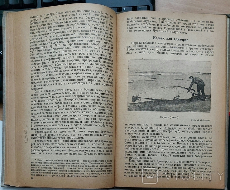 52. Звери, птицы и рыбы Арктики 1937 г. В. К. Есипов., фото №11