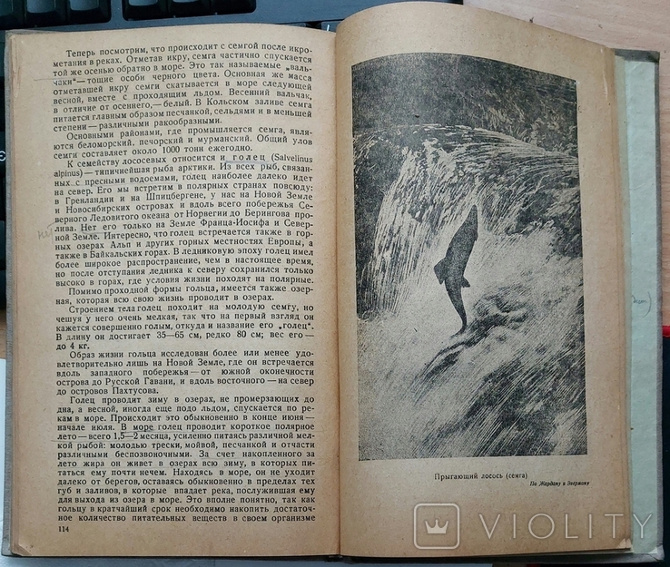 52. Звери, птицы и рыбы Арктики 1937 г. В. К. Есипов., фото №12