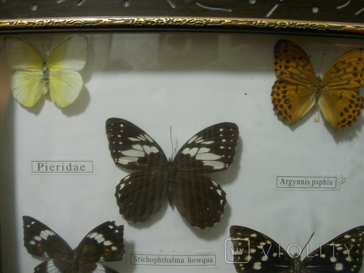 Бабочки в рамках, фото №4
