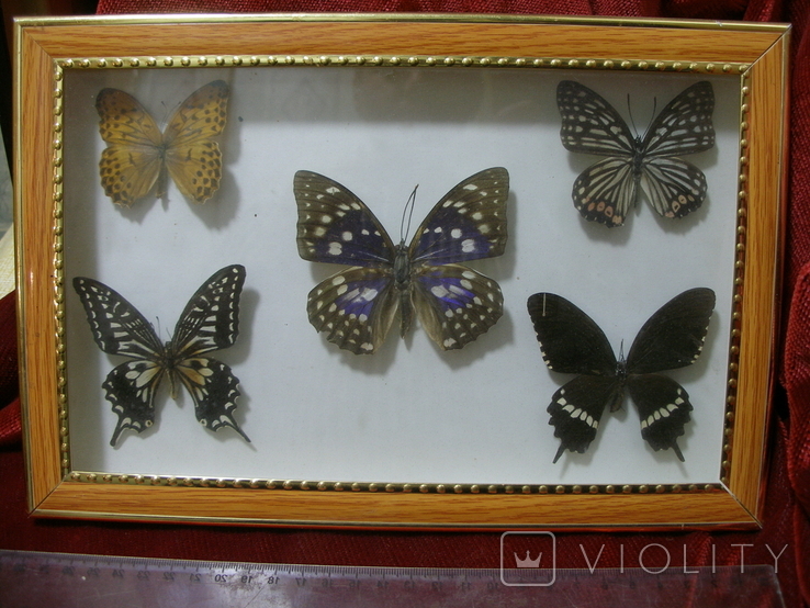 Бабочки в рамках, фото №6