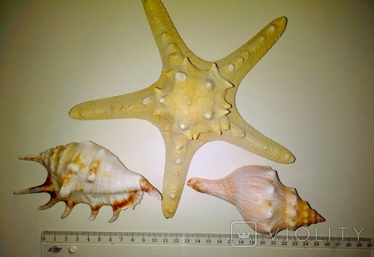 Морская звезда и морские раковины., фото №3