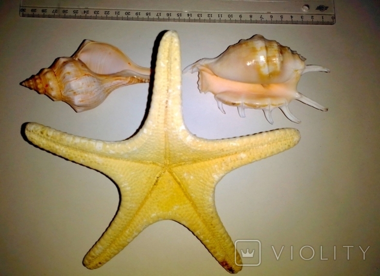 Морская звезда и морские раковины., фото №6