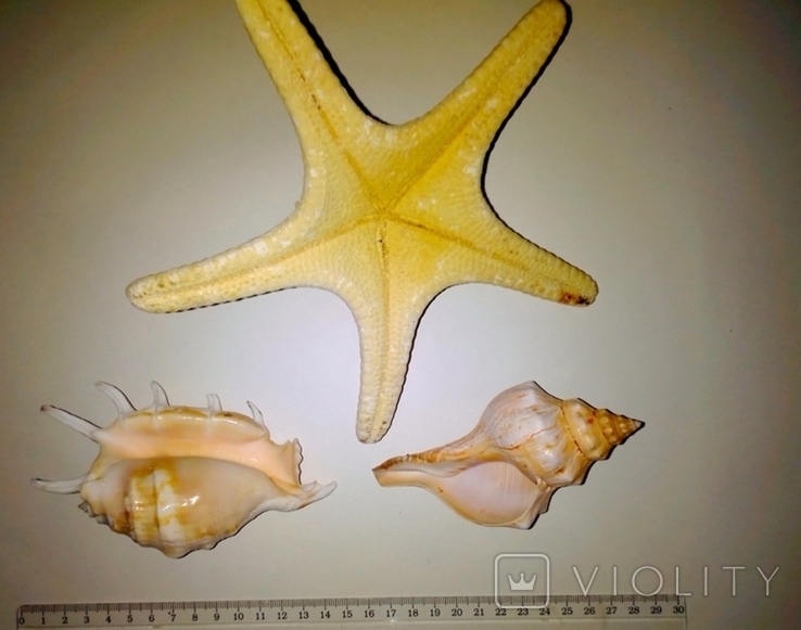 Морская звезда и морские раковины., фото №7