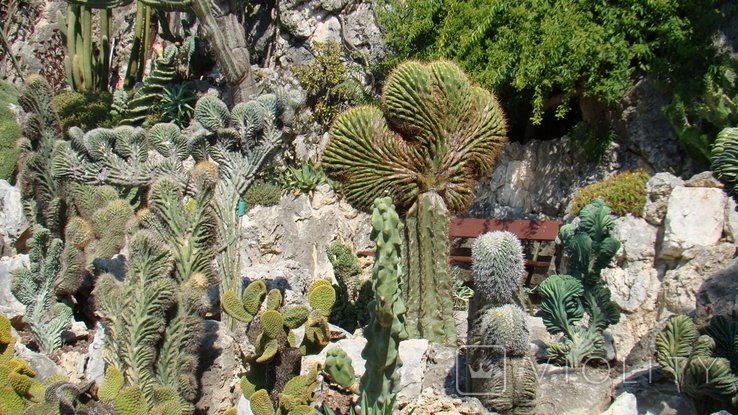 Plan of an exotic garden in Monaco, photo number 12