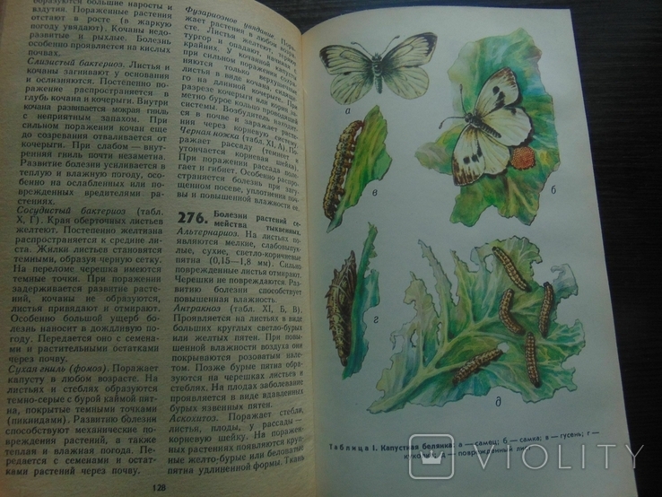 800 практический советов огороднику - любителю. 1988, фото №4