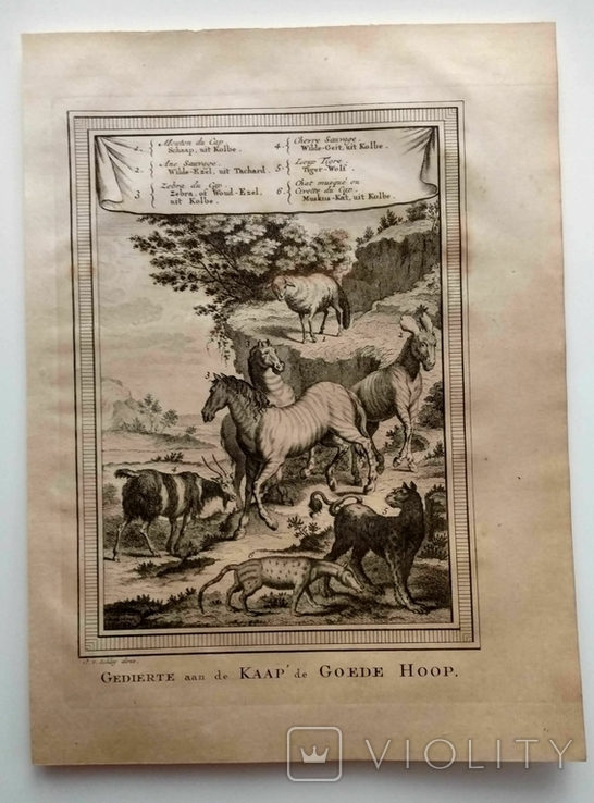 1747 Животные мыса Доброй Надежды (гравюра 19х26 Верже) СерияАнтик, фото №3