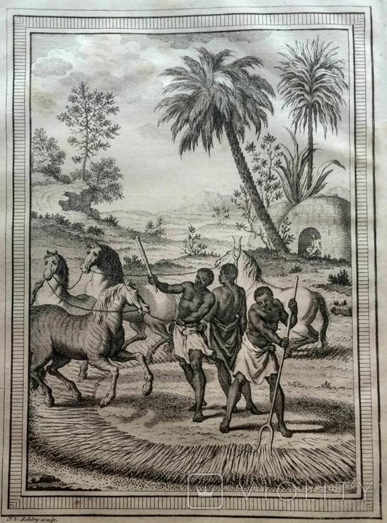 1747 Дрессировка лошадей у готтентотов, Африка (гравюра 19х26 Верже) СерияАнтик