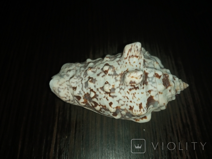 Морская раковина ракушка Стромбус лентигинозус 75мм, фото №5