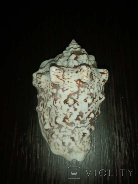 Морская раковина ракушка Стромбус лентигинозус 75мм, фото №6