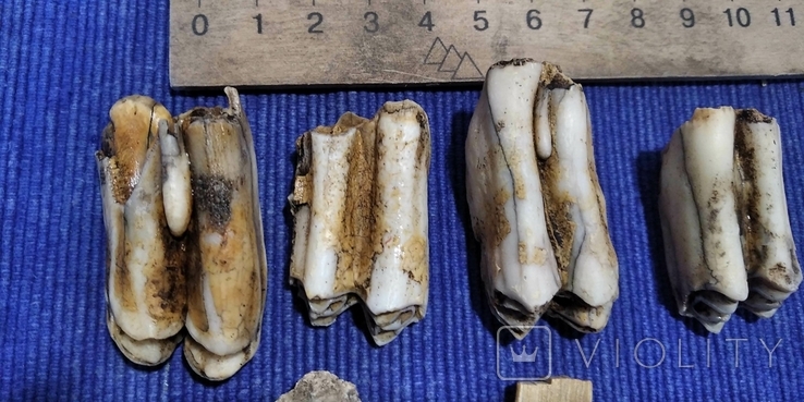Окамянілі зуби давніх коней, і дві інші окамянілості, фото №3