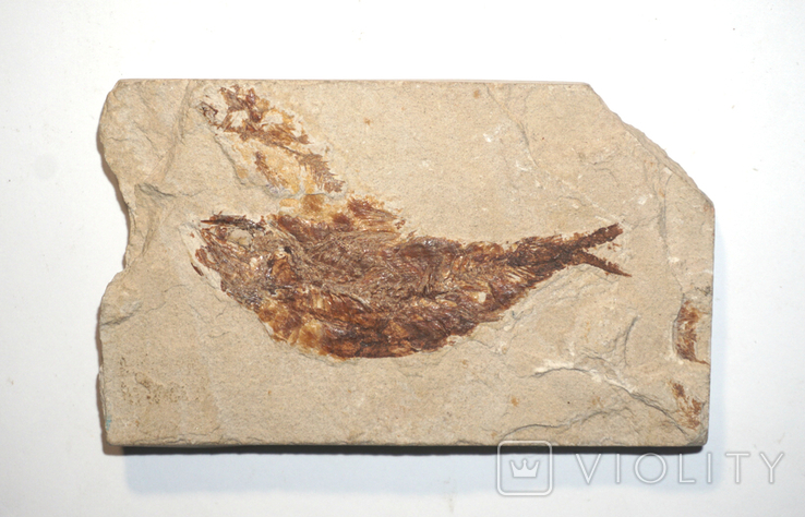 Скам'янілі риби армігатус, Лівія, фото №3