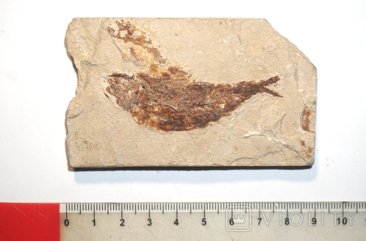 Скам'янілі риби армігатус, Лівія, фото №4