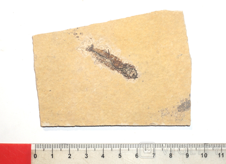 Скам'яніла риба палеогенового періоду з Франції, фото №3
