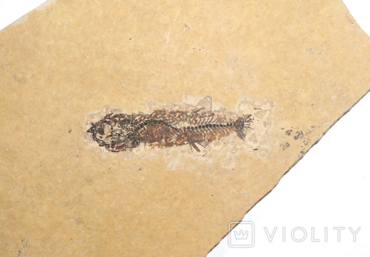 Скам'яніла риба палеогенового періоду з Франції, фото №5