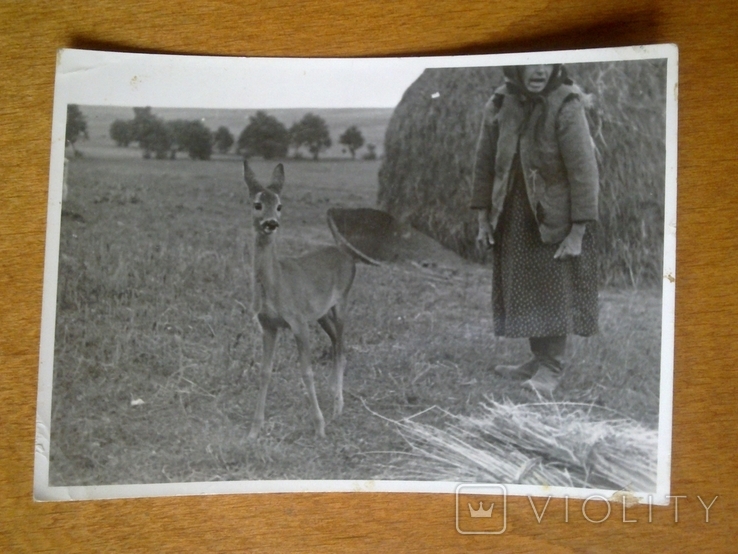 Свято "Обжинки" в Заміхові стара жінка на полі та оленятком, Зах. Україна, до 1939 (4)