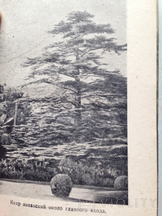  Никитский ботанический сад Крымиздат  1956 год, фото №8