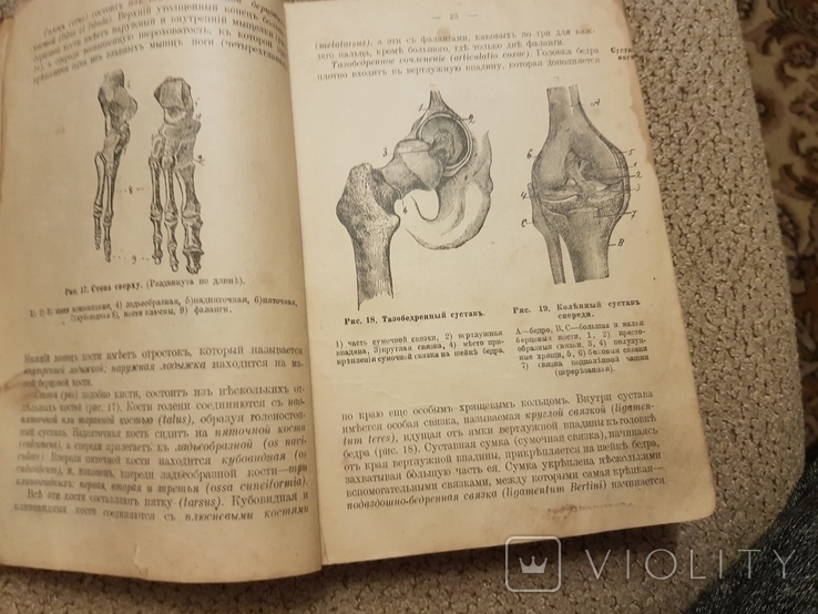 Анатомия и физиология, фото №11