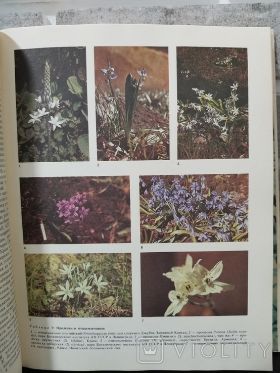 Жизнь растений. Ботаническое справочное пособие, фото №12