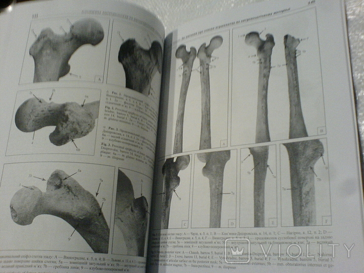 Від трипілля до козаччини( Історична антропологія та біоархеологія України 2 випуск), фото №6