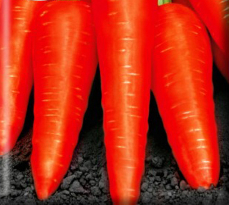 Насіння морква Каротель 15 гр 200052, фото №3