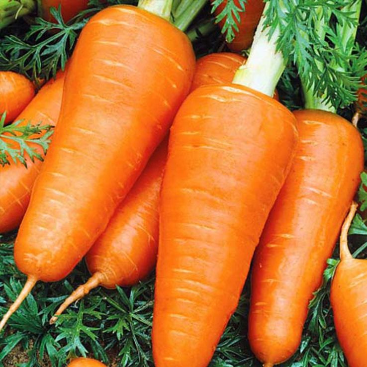 Насіння морква Шантанє 15 гр 200055, numer zdjęcia 3